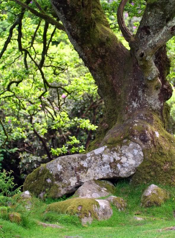 IMAGE: http://i63.photobucket.com/albums/h147/Col_M/IMG_4139copy.jpg