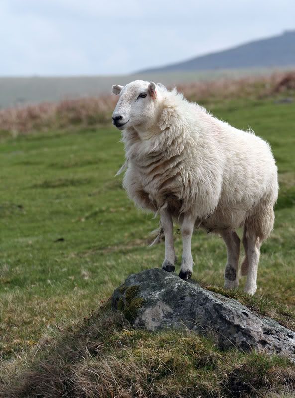 IMAGE: http://i63.photobucket.com/albums/h147/Col_M/TT%20weekend%2006/IMG_3947copy.jpg