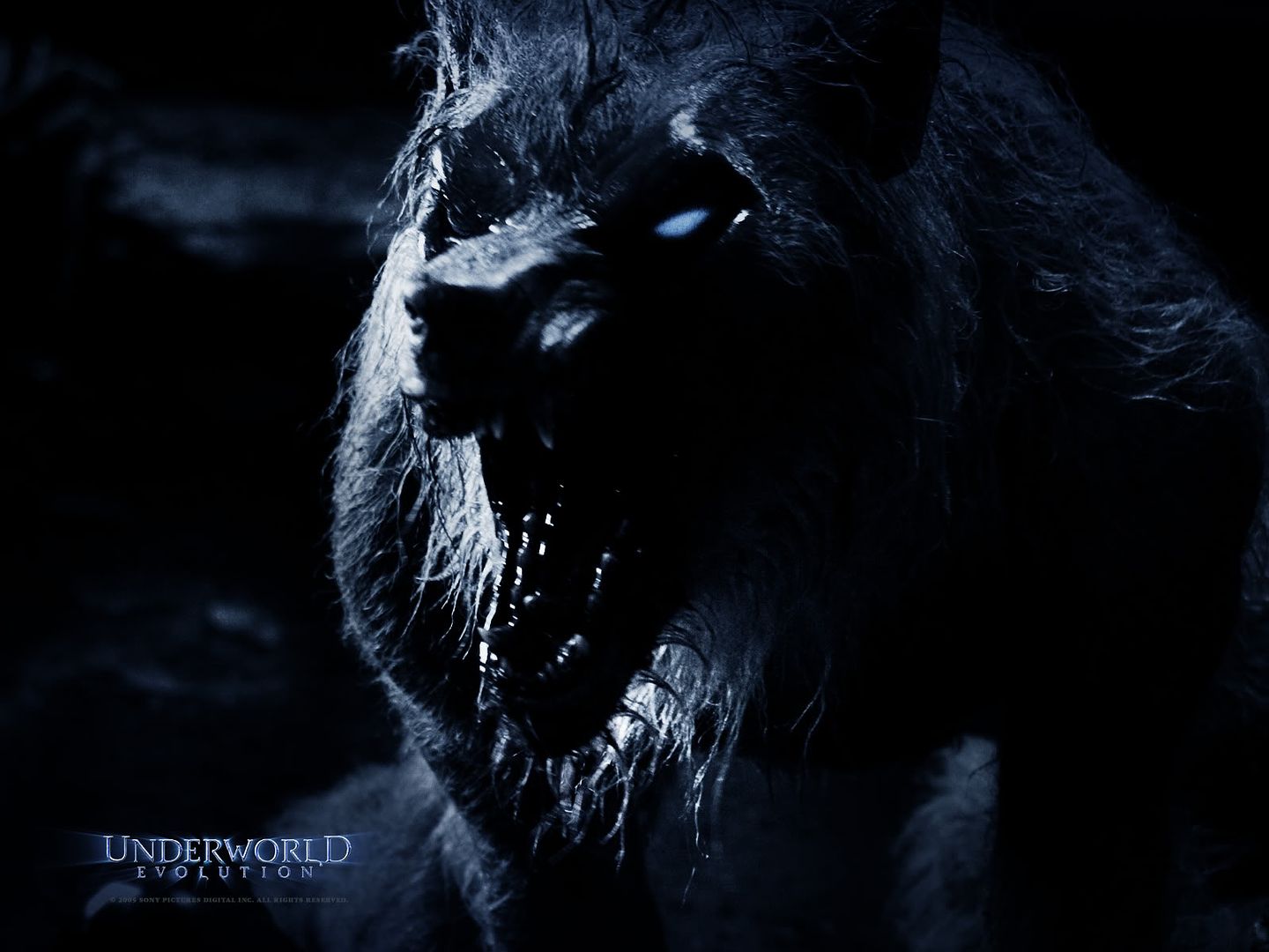 Angry Wolf Wallpaper