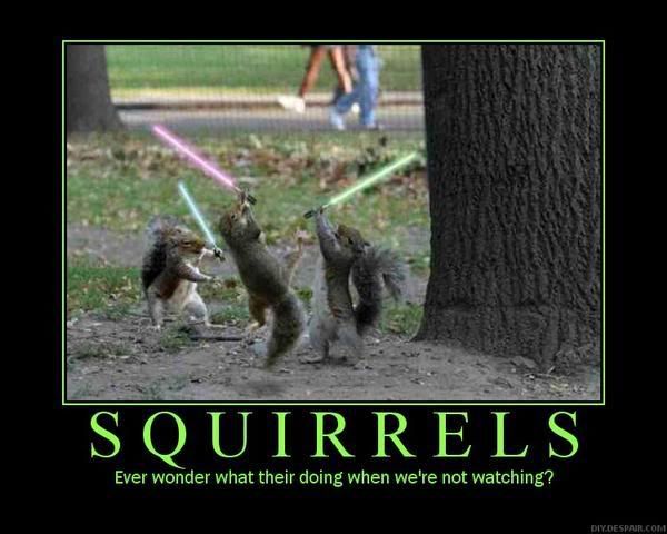 Squirrels.jpg