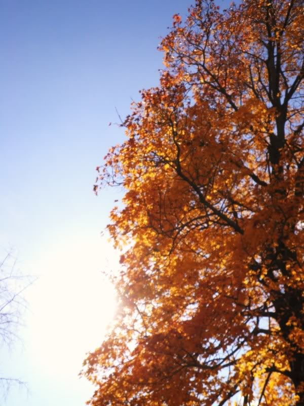autumn sun