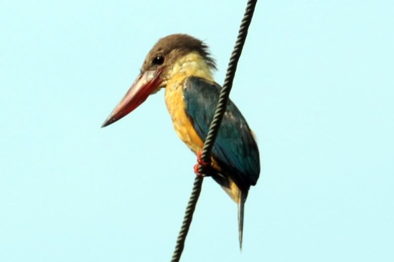 Kingfisher2.jpg