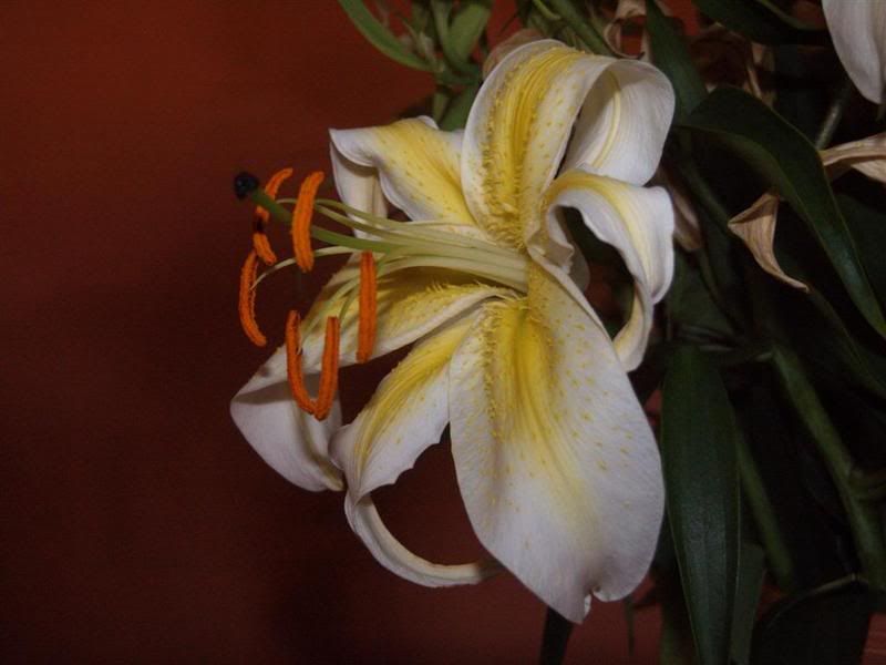 flowers4Large.jpg