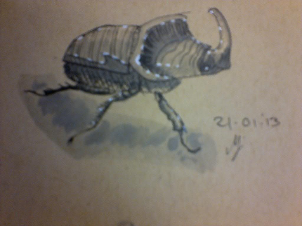 [Image: 001-Beetle-Insect1_zps85a23bd1.jpg]