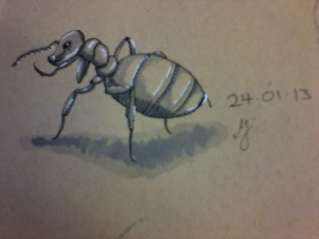 [Image: 004-Beetle-Insect4_zpsbc890098.jpg]