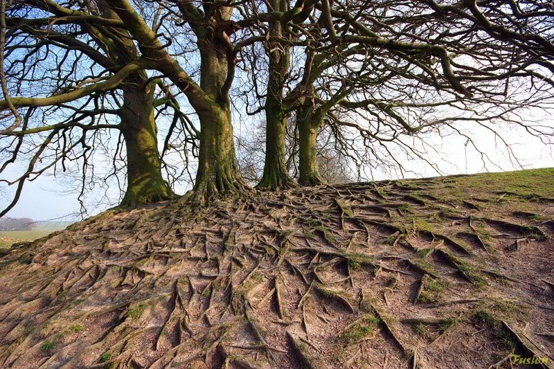 IMAGE: http://i63.photobucket.com/albums/h150/Fusion_2006/AVEBURY/AVE7.jpg