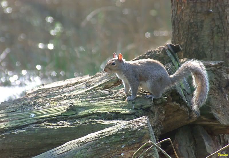 IMAGE: http://i63.photobucket.com/albums/h150/Fusion_2006/Moore%20Reserve/688K8472.jpg