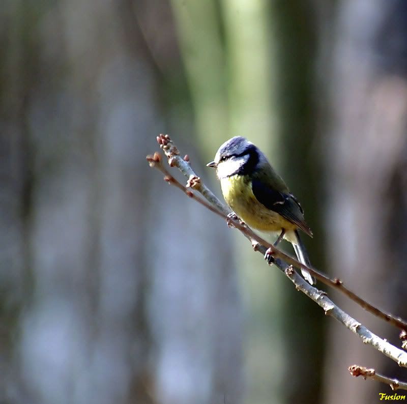 IMAGE: http://i63.photobucket.com/albums/h150/Fusion_2006/Moore%20Reserve/688K8500.jpg