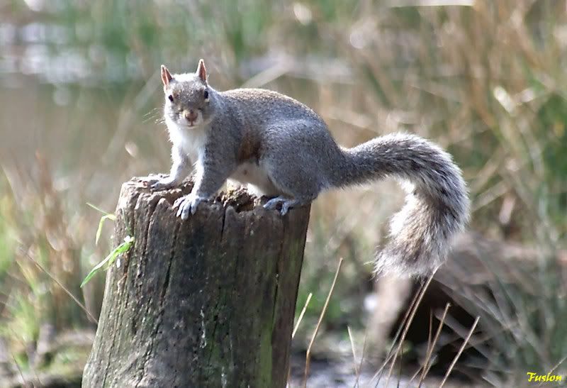 IMAGE: http://i63.photobucket.com/albums/h150/Fusion_2006/Moore%20Reserve/688K8535.jpg