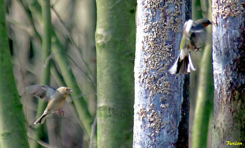 IMAGE: http://i63.photobucket.com/albums/h150/Fusion_2006/Moore%20Reserve/688K8597.jpg