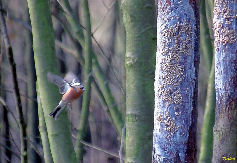 IMAGE: http://i63.photobucket.com/albums/h150/Fusion_2006/Moore%20Reserve/688K8624.jpg