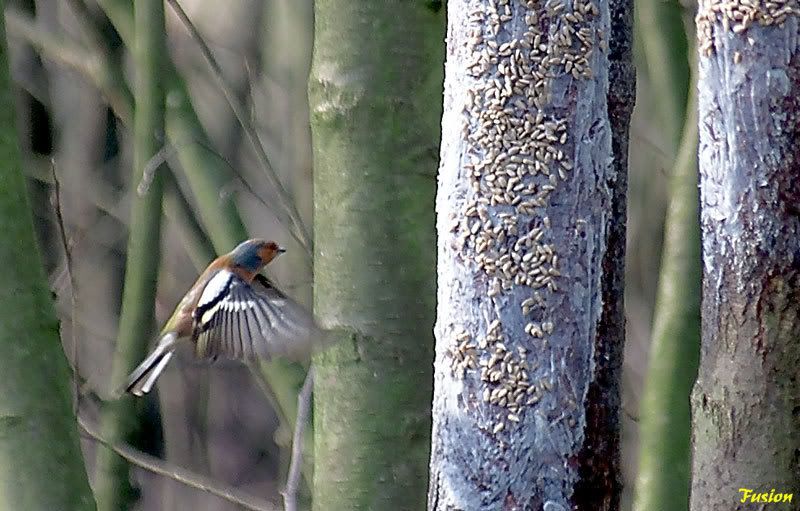 IMAGE: http://i63.photobucket.com/albums/h150/Fusion_2006/Moore%20Reserve/688K8625.jpg