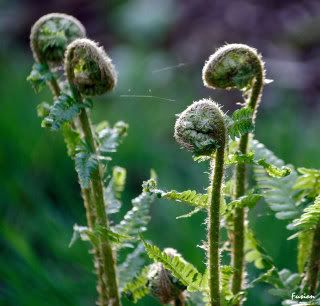 IMAGE: http://i63.photobucket.com/albums/h150/Fusion_2006/Moore%20Reserve/a1.jpg