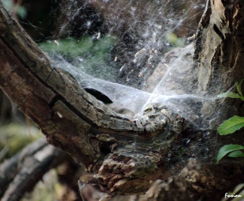 IMAGE: http://i63.photobucket.com/albums/h150/Fusion_2006/Moore%20Reserve/a2.jpg