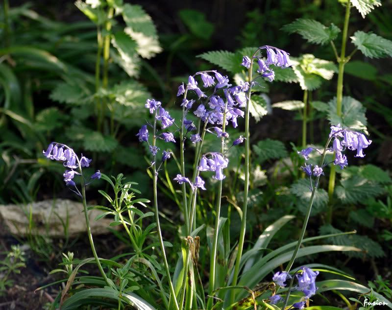 IMAGE: http://i63.photobucket.com/albums/h150/Fusion_2006/Moore%20Reserve/a3.jpg