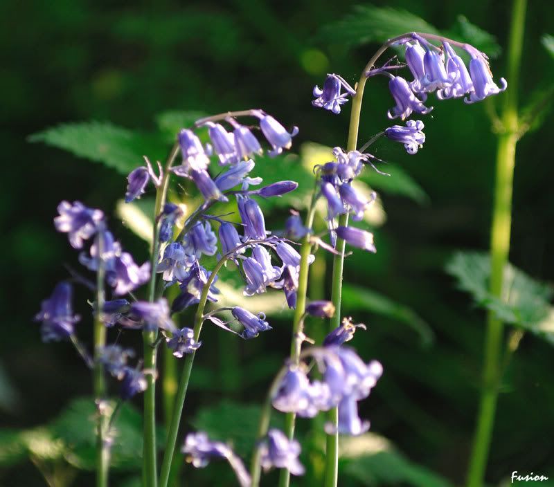 IMAGE: http://i63.photobucket.com/albums/h150/Fusion_2006/Moore%20Reserve/a4.jpg