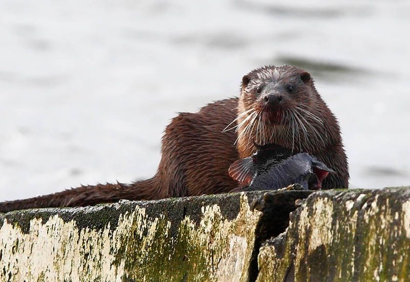 Otter Fish