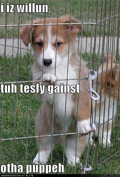 cute-puppy-pictures-testify-against.jpg snitch puppy image by stacie25