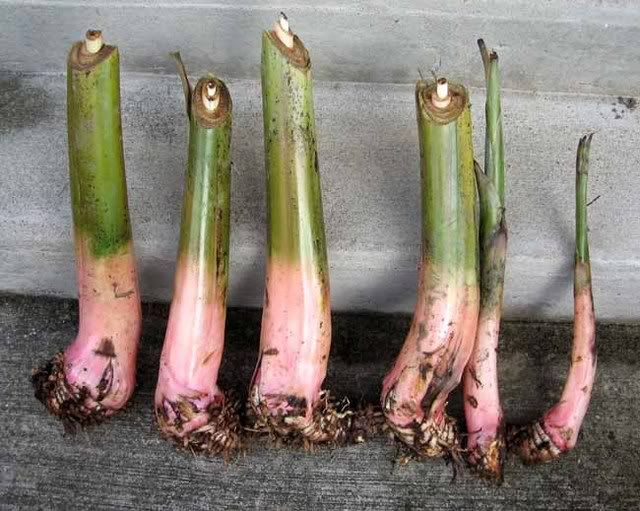 Large Cold Hardy Bananas