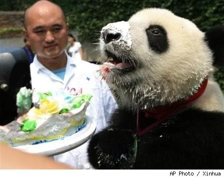 pandas eating bamboo. food eating bamboo sugar