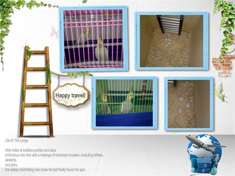 Toàn Quốc - Cần bán 2 cặp vẹt Cockatiel (Mã Lai) sinh sản