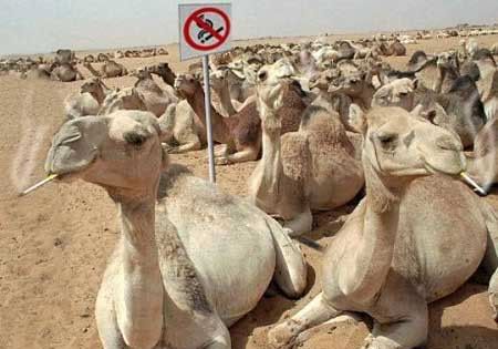 funnycamels-1.jpg