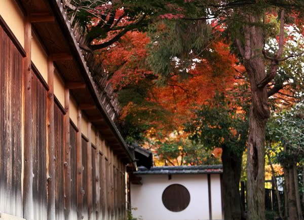An alley with maple trees
