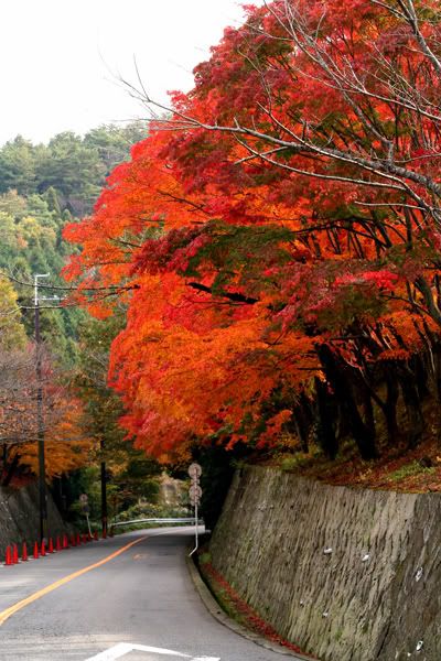 What balances the 500yen parking fee is a row of maple trees at its corner