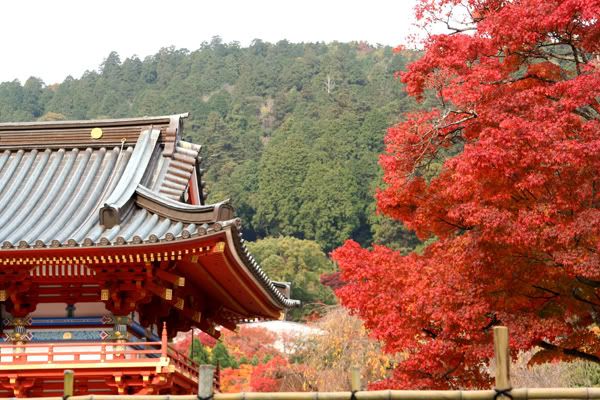 I think that's why some of the temples are red - to blend with the maple leaves ?