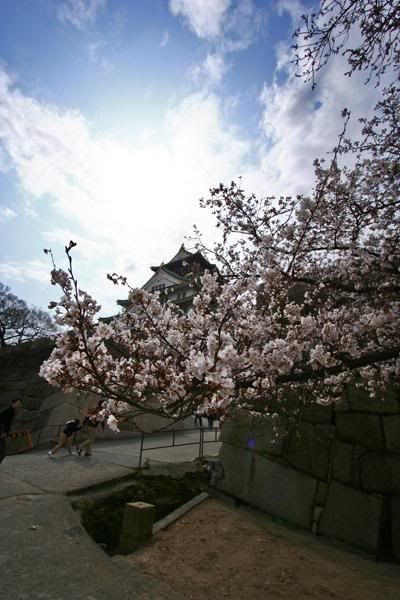 Sakura with Osaka Castle as backdrop