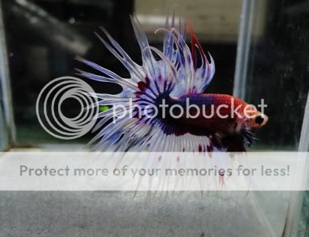 大理石冠尾 - 斗鱼图片区 - 老爹孔雀鱼水族宠物交流网 - powered by