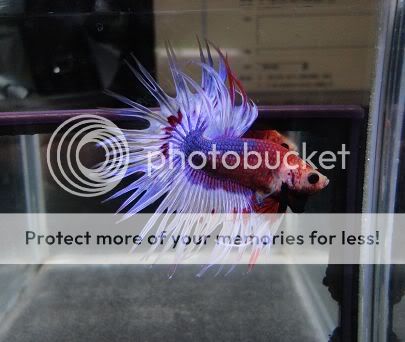 大理石冠尾 - 斗鱼图片区 - 老爹孔雀鱼水族宠物交流网 - powered by