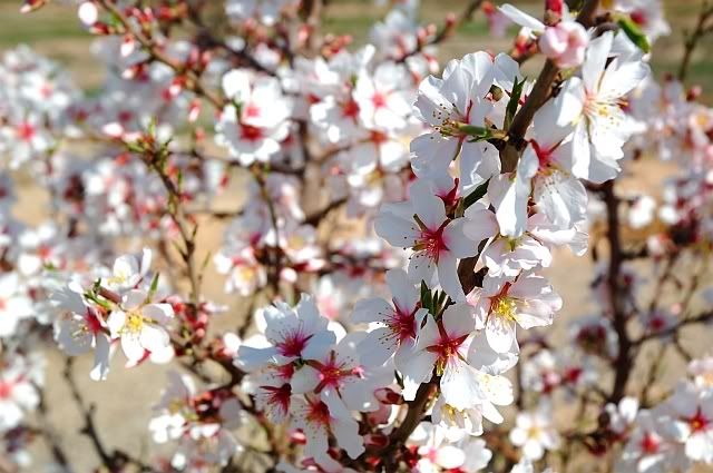 Almond Flowers and activities around almond tree blooming