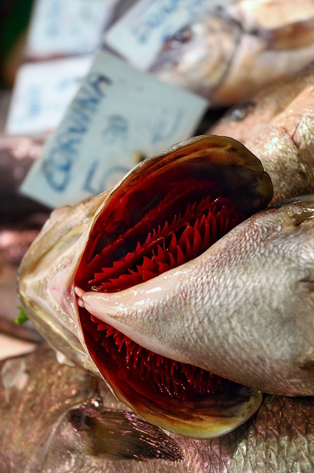 Gills - Corvina Fish, La Boqueria, Barcelona