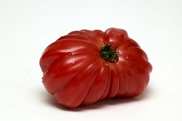 Lycopersicon esculentum: Tomato [enlarge]