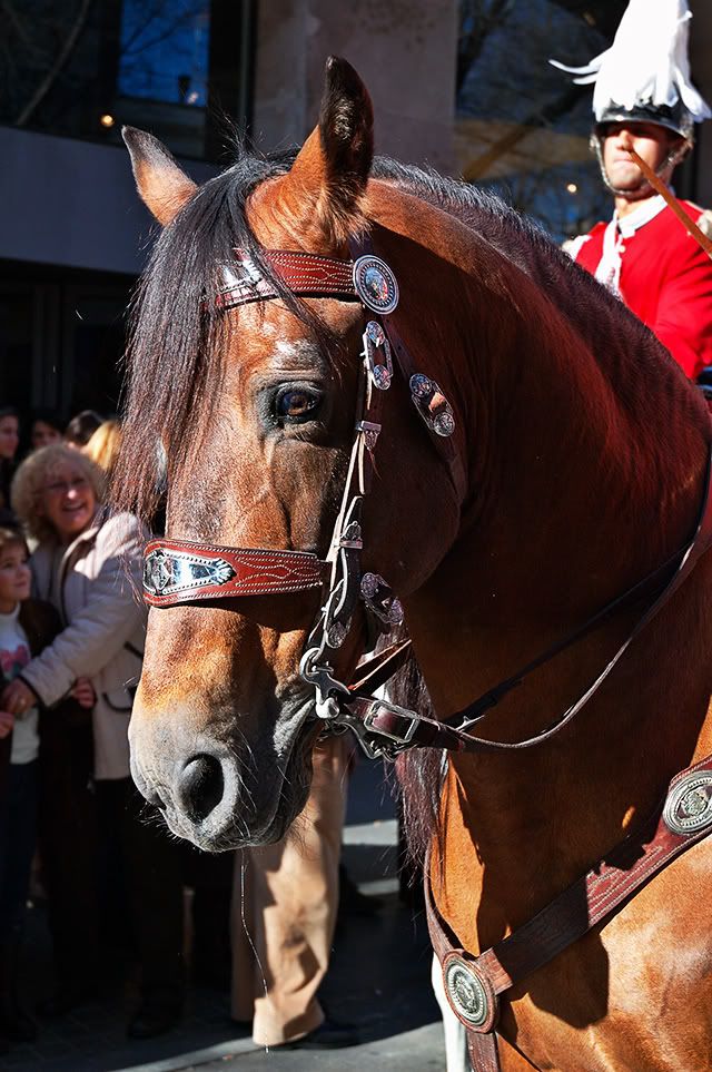 Horse Closeup At Tres Tombs Parade, Sant Andreu, Barcelona [enlarge]