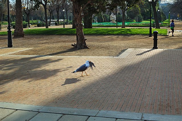 Seagull holding dead pigeon - Parc de la Ciutadella, Barcelona, Spain
