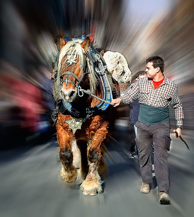 Strong Horse at Tres Tombs Parade, Sant Andreu, Barcelona, Spain [enlarge]