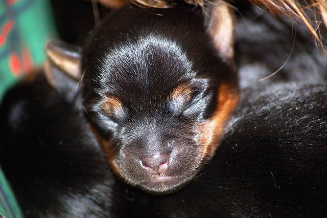 One-Week-Old Yorkshire Terrier Puppy
