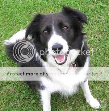 Border Collie Pictures, Images and Photos