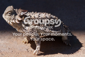Horny Toad