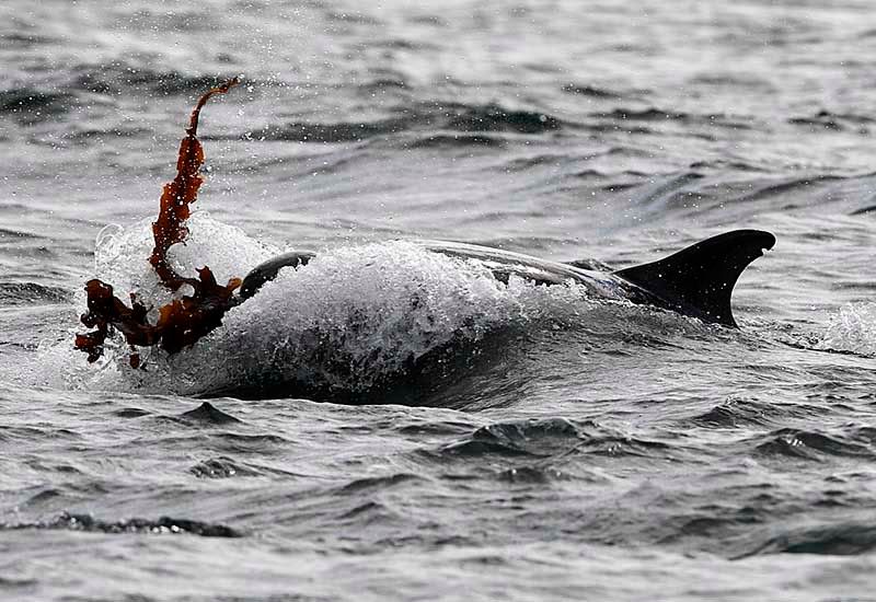 hi everyone, did you know that bottlenose dolphins like to payy