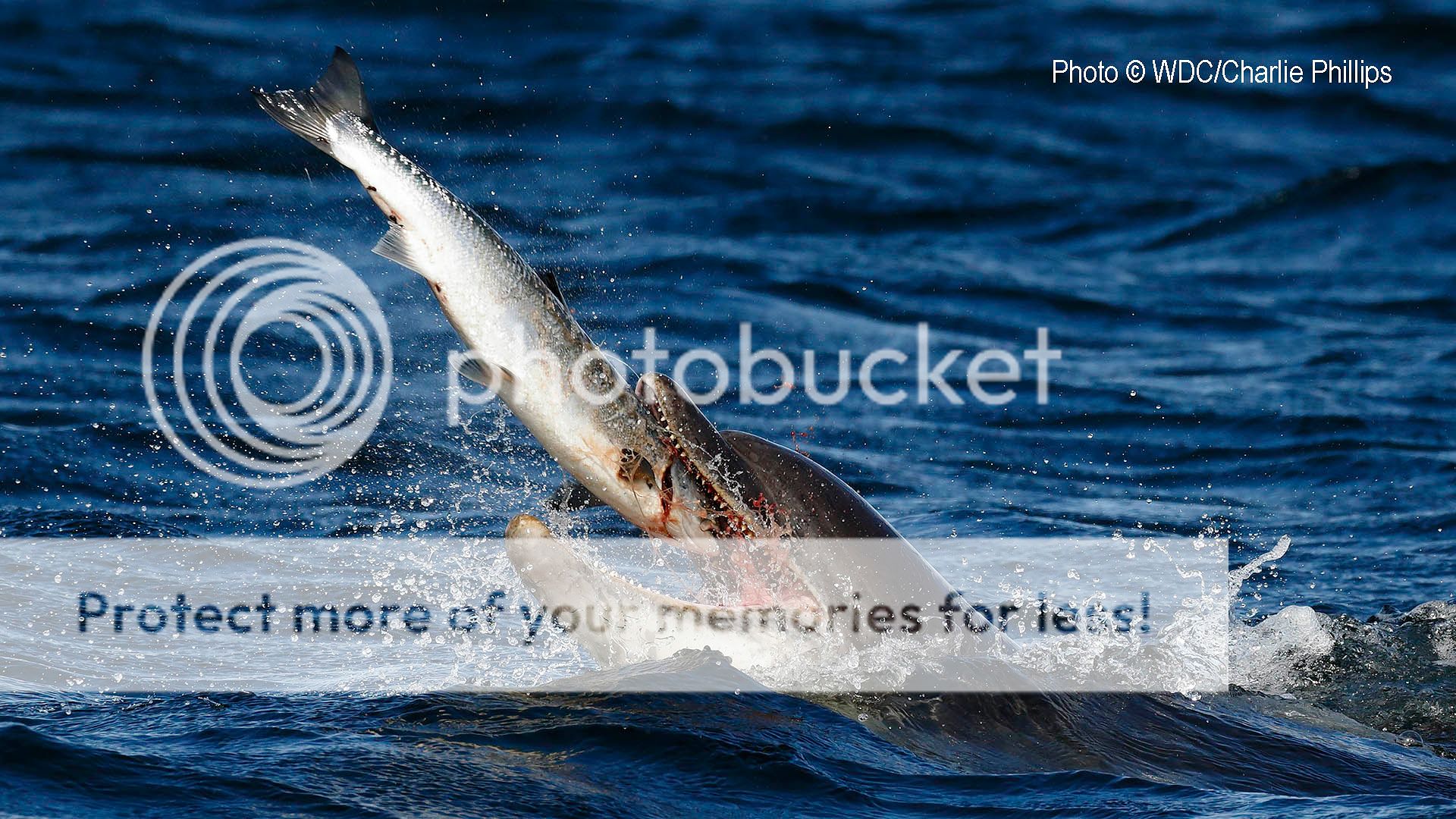  photo Salmon Capture.jpg